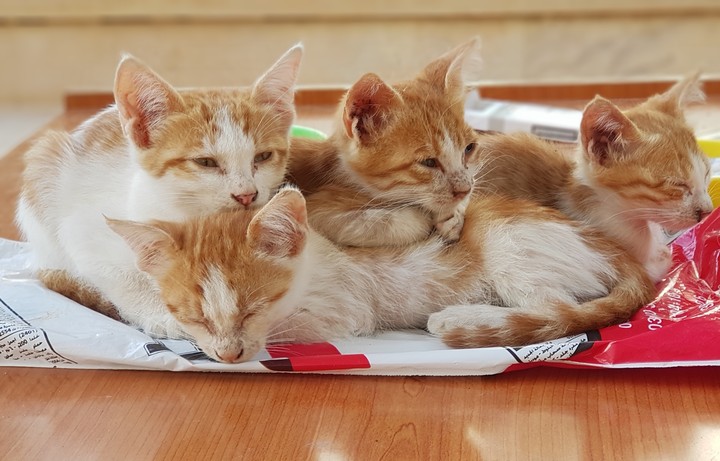Cats 7