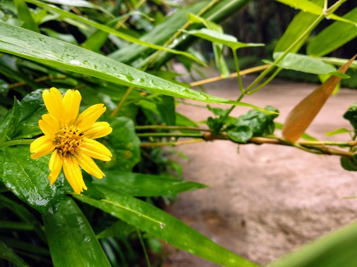 flower