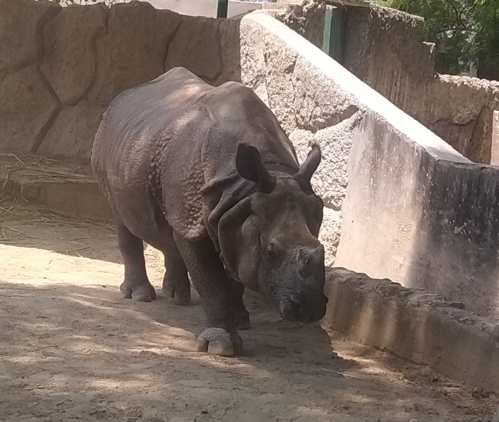 rhinoceros