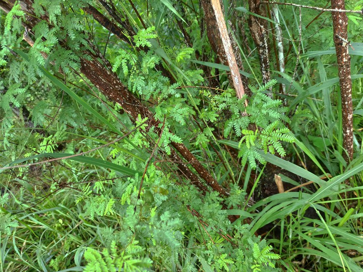 plants