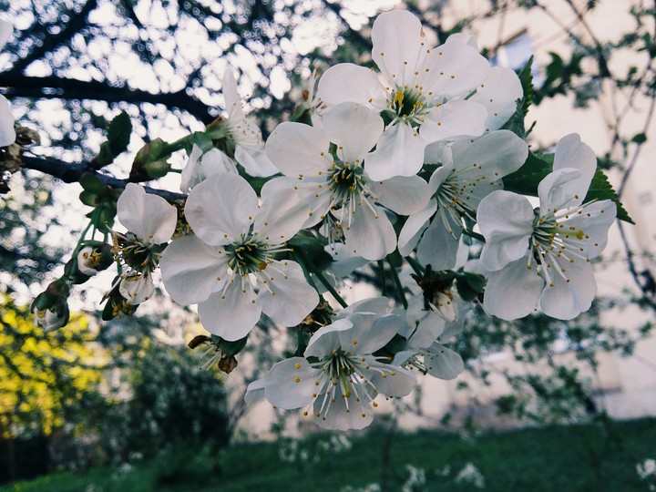 flowers
