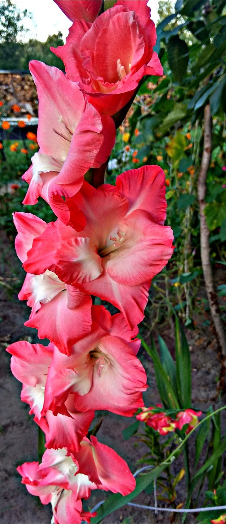 gladiolus