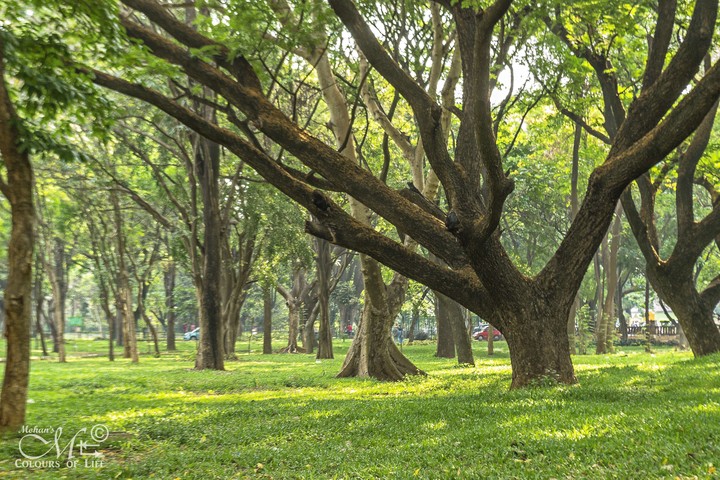 Greenery is...
