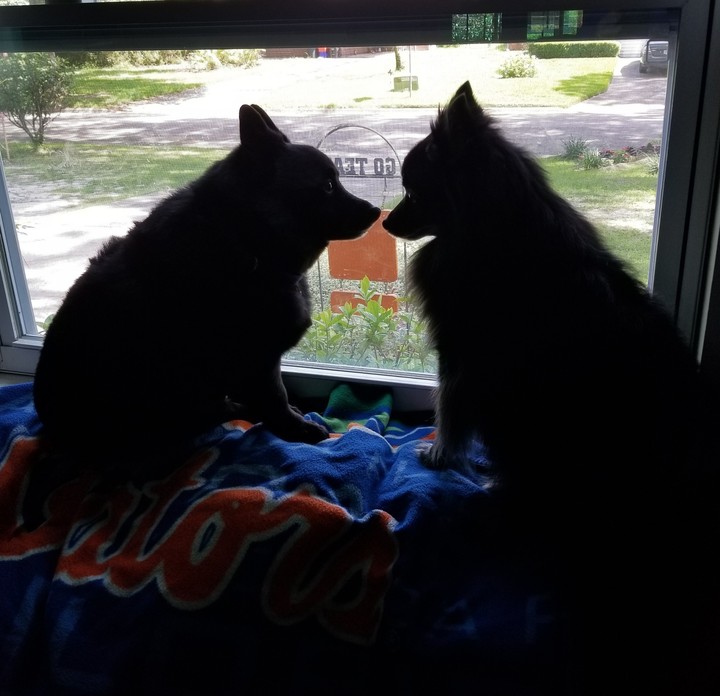 The Boys