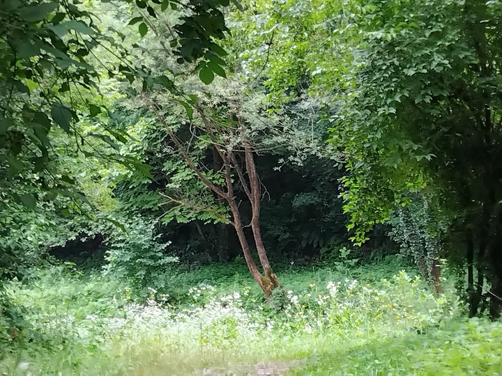 forest