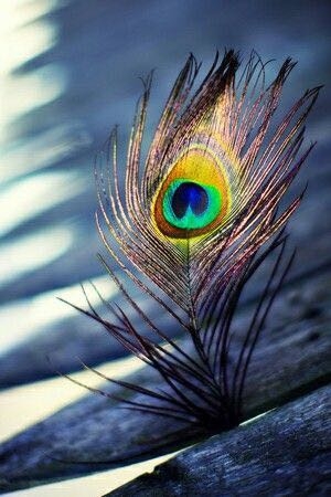 peacock_feather