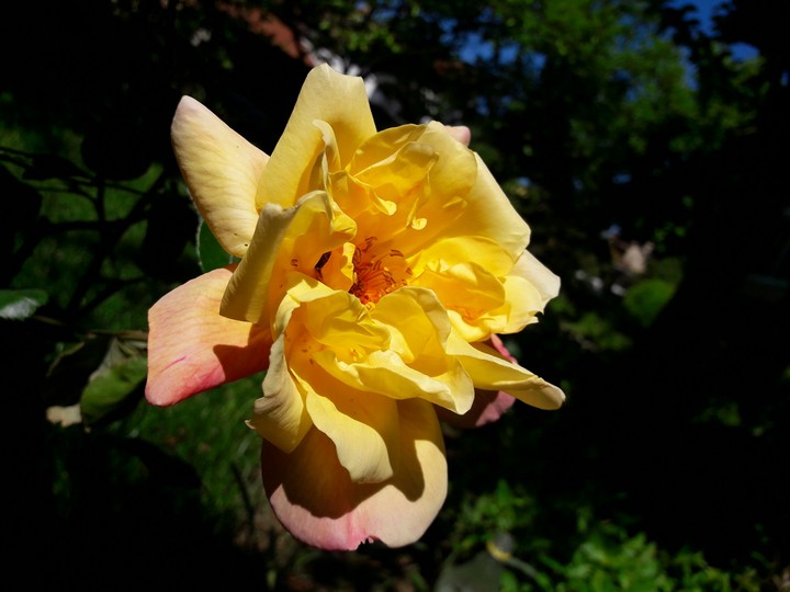 Yellow