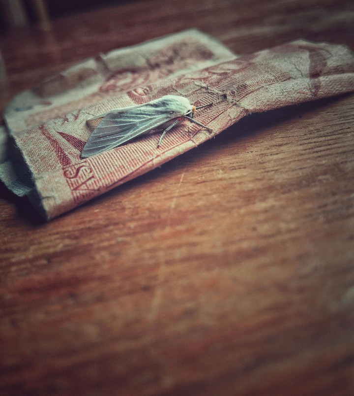 Borb.
