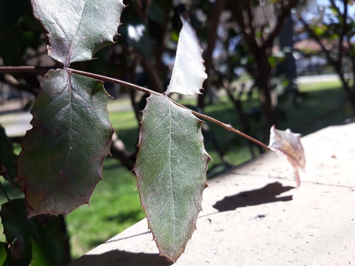 leaf