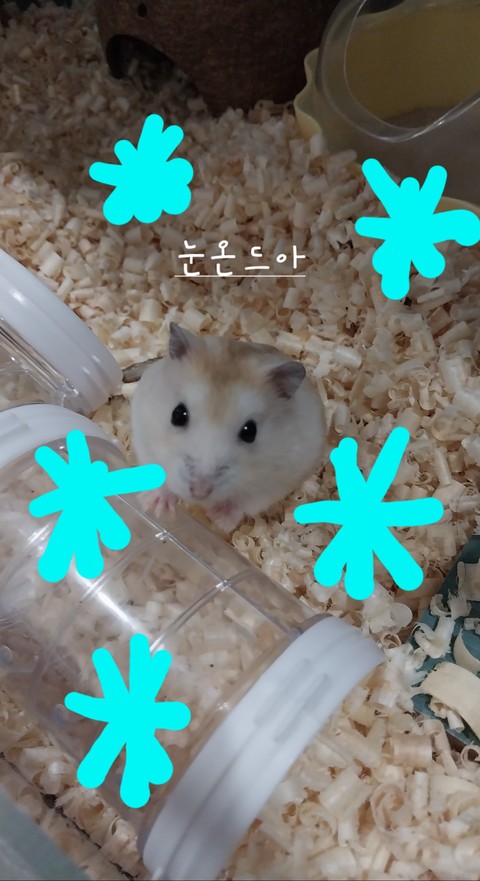 murids, Rat वॉलपेपर