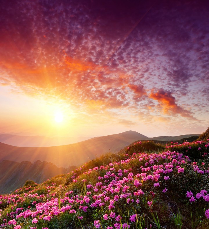 pink Sea 