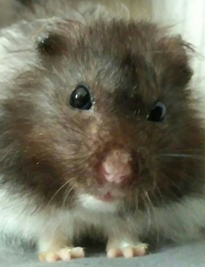 Hamster