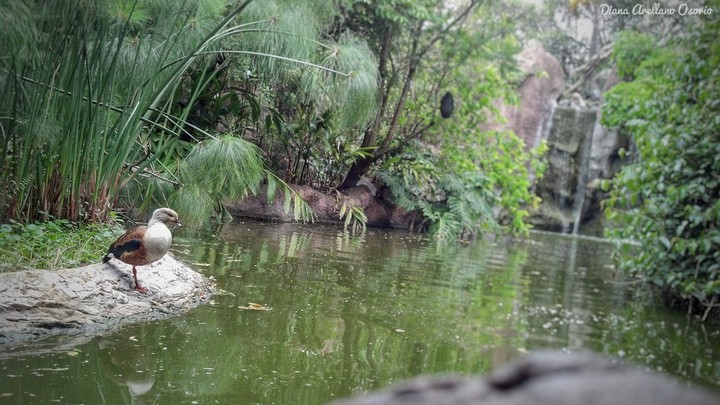 El señor pato