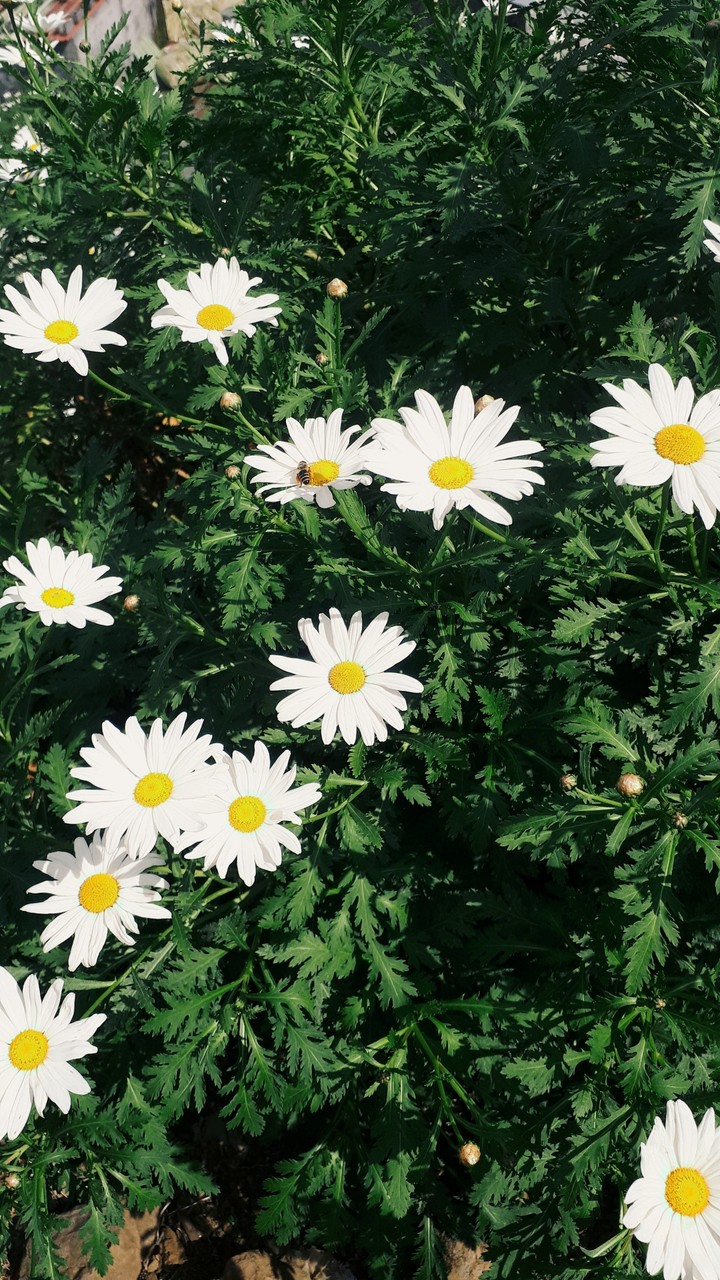 Marguerites