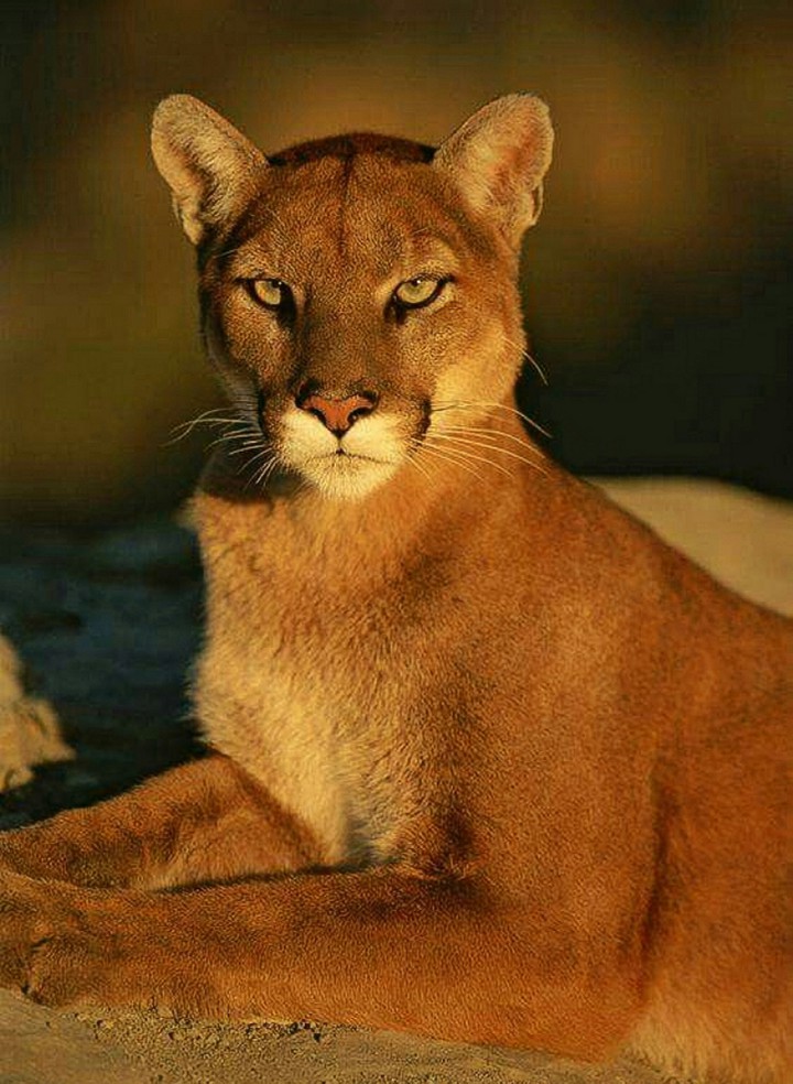 Evening Sun on the N America Cougar