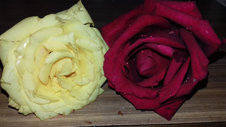 love rose