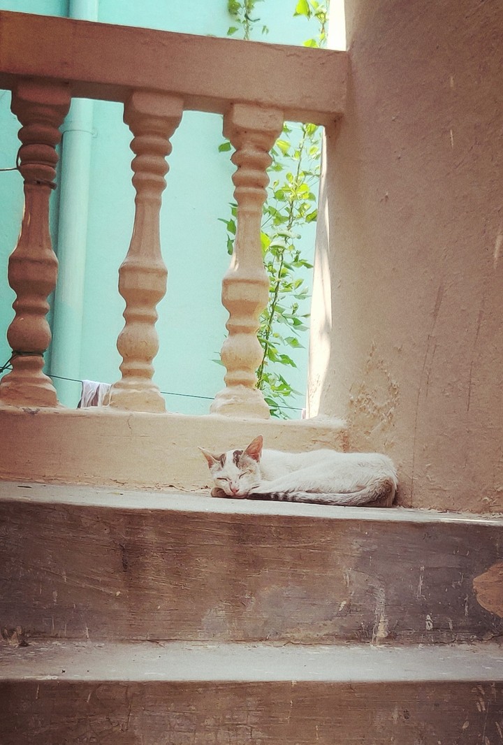 cat