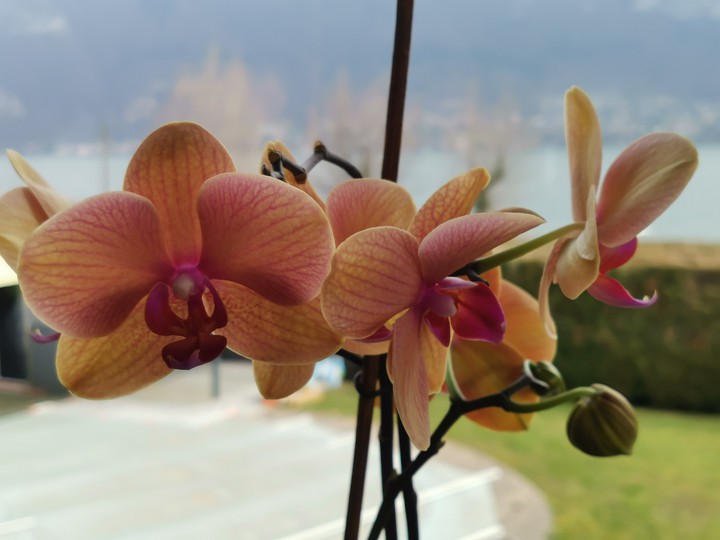 flowers behind the lake