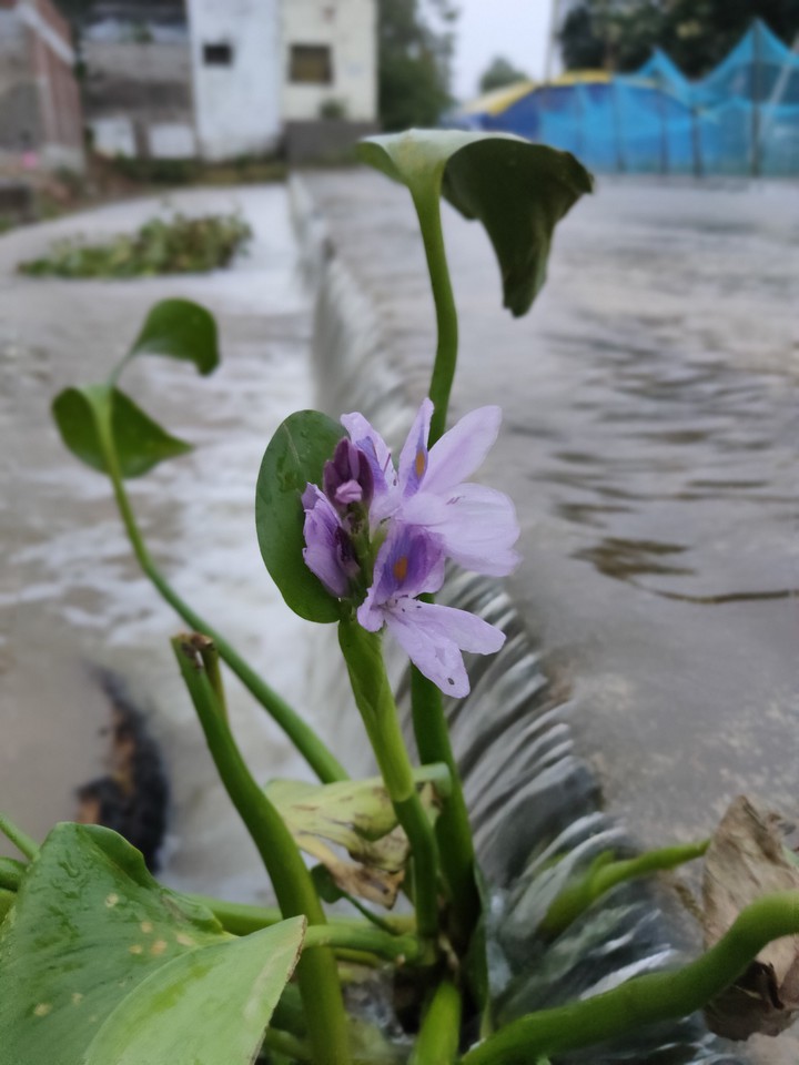 purple flower