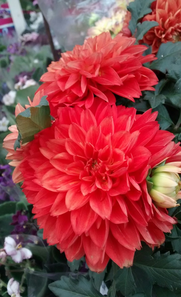 dalia