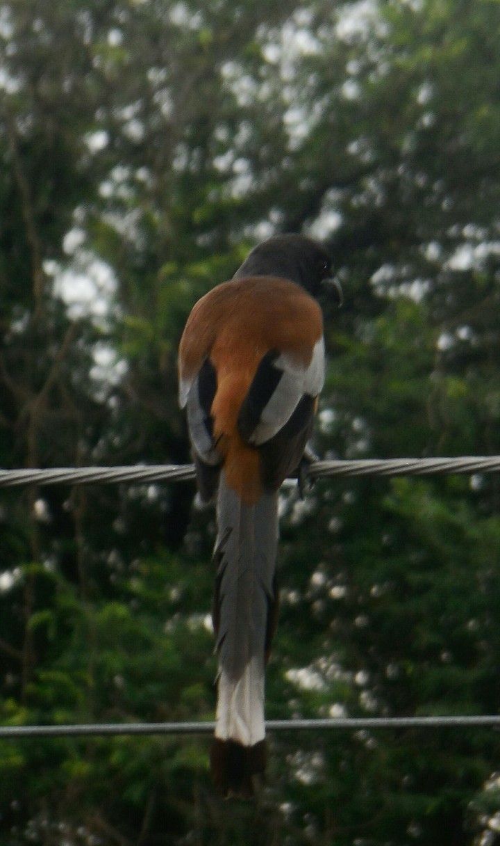 birdy