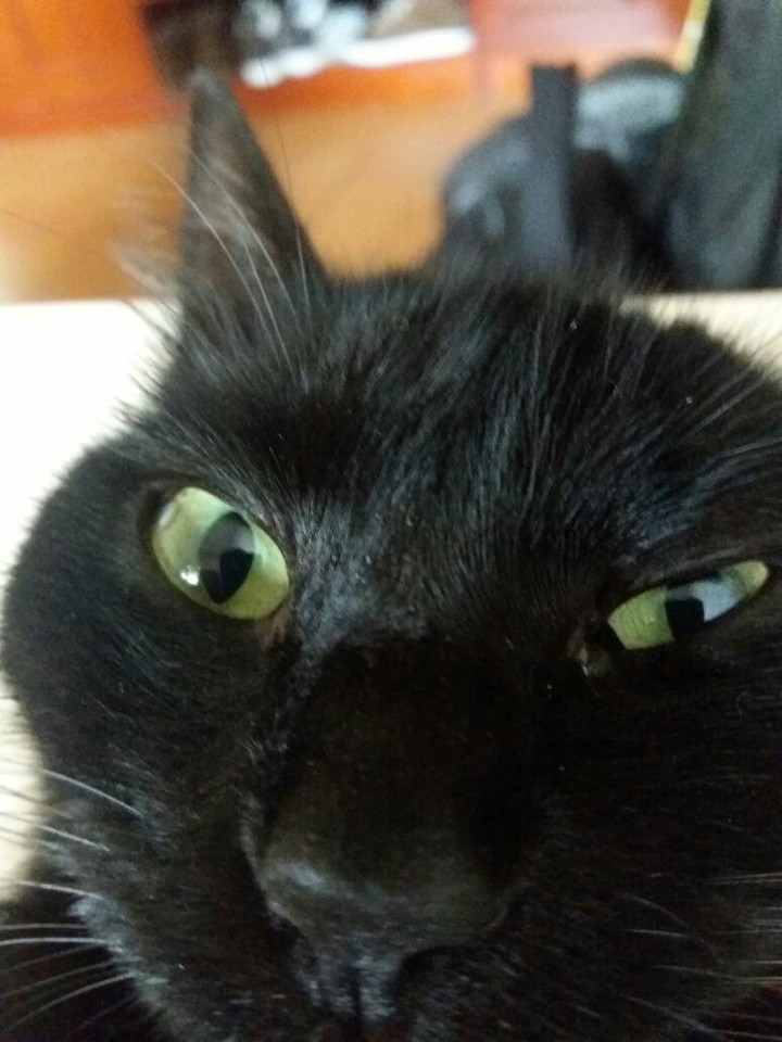 Glória cat