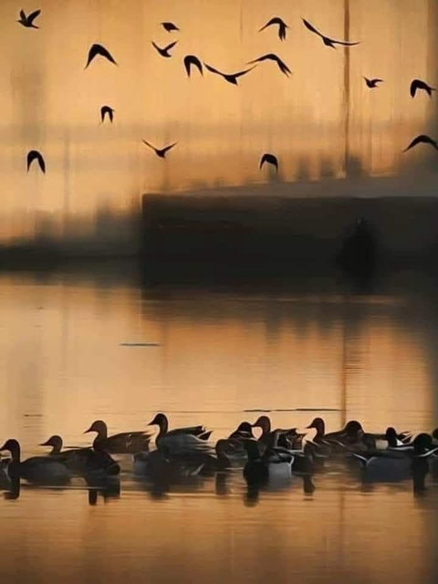 bird, liquid háttérképek