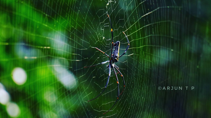 Female Giant wood spider