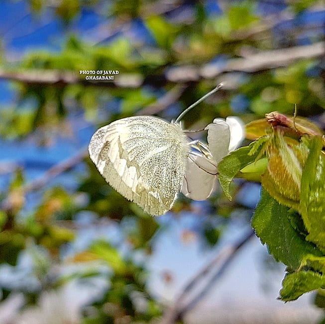 The beautiful nature of Iran