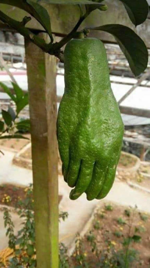 Zucchini