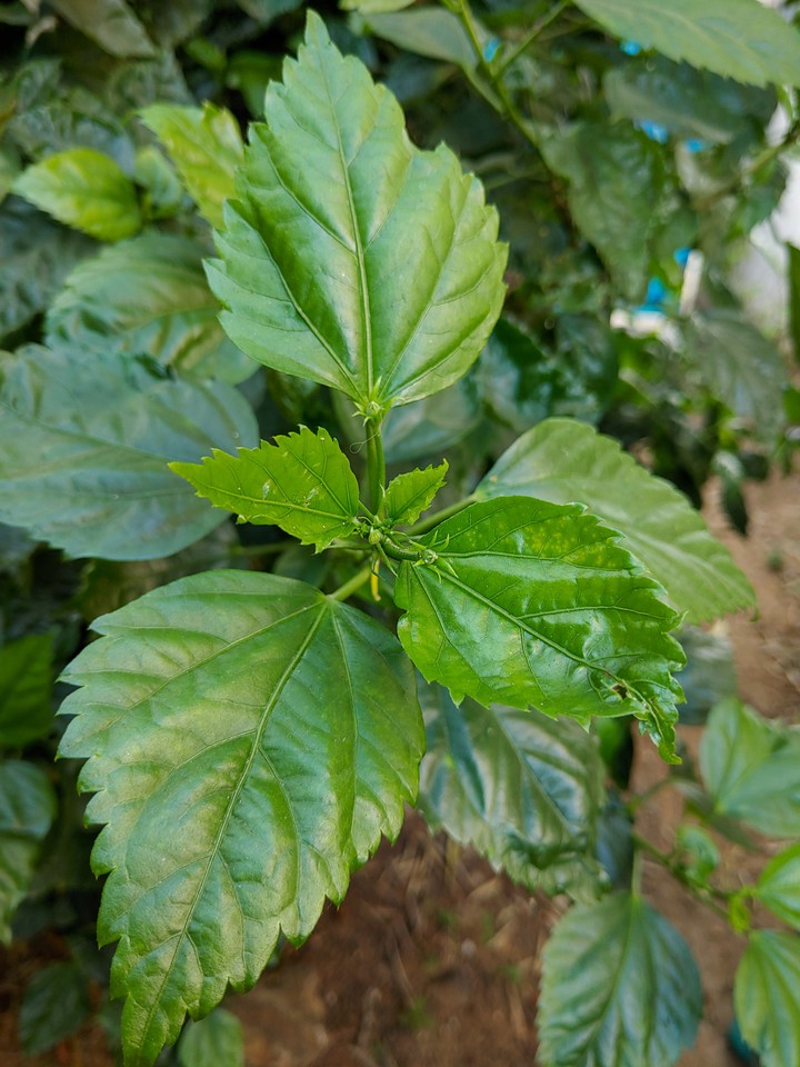 go green