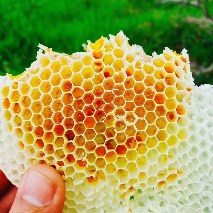 Bee's honey