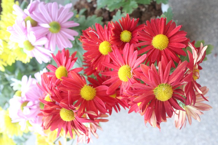 flower