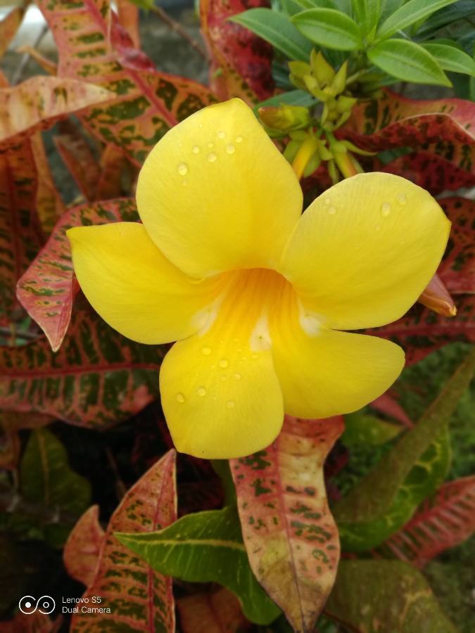 Allamanda Cathartica
