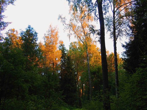 autumn