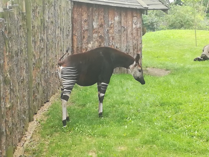 okapi