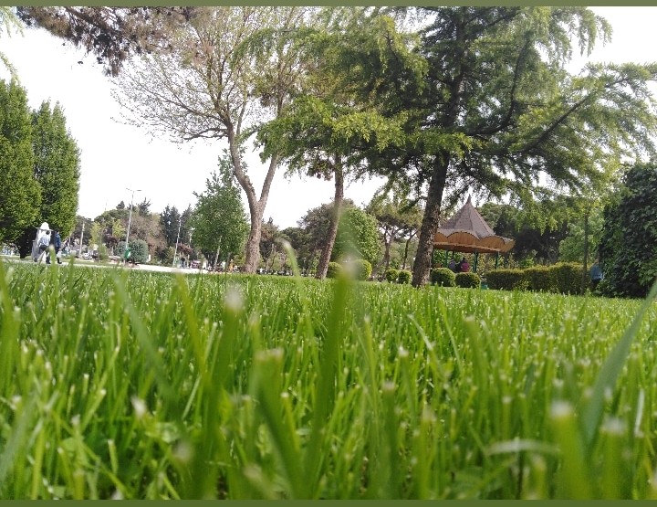 grass