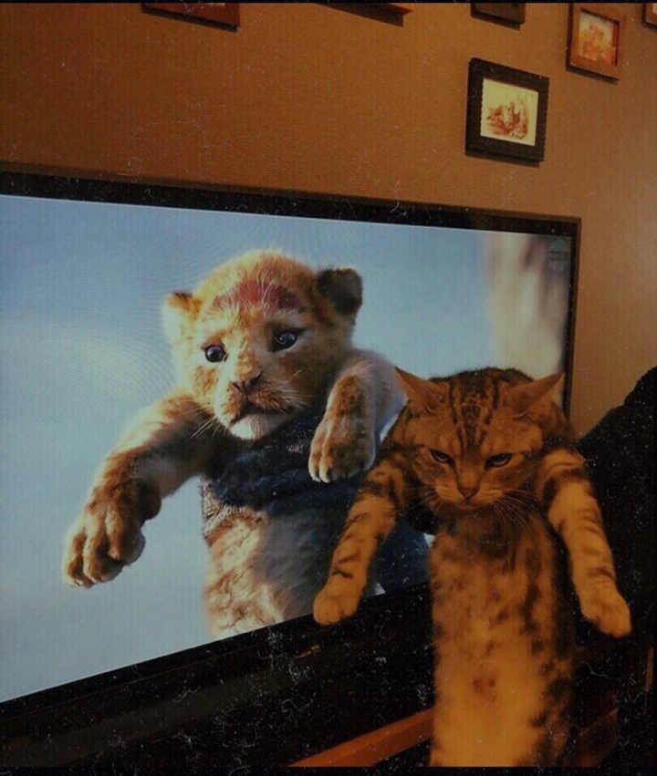 кот
