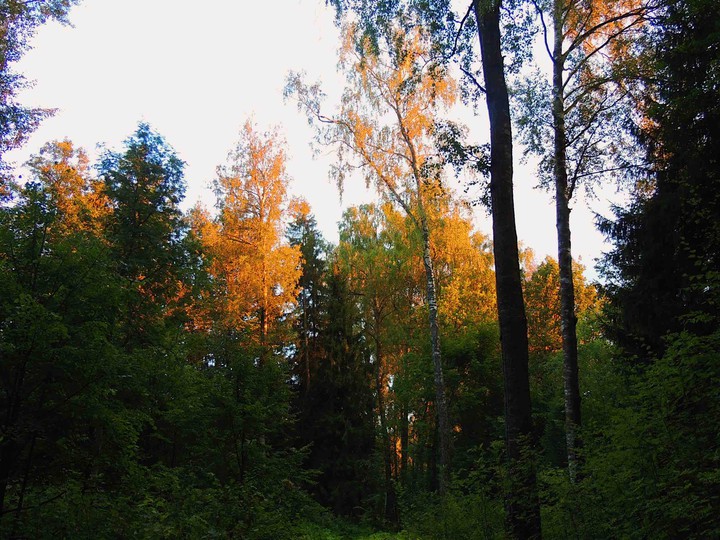 autumn