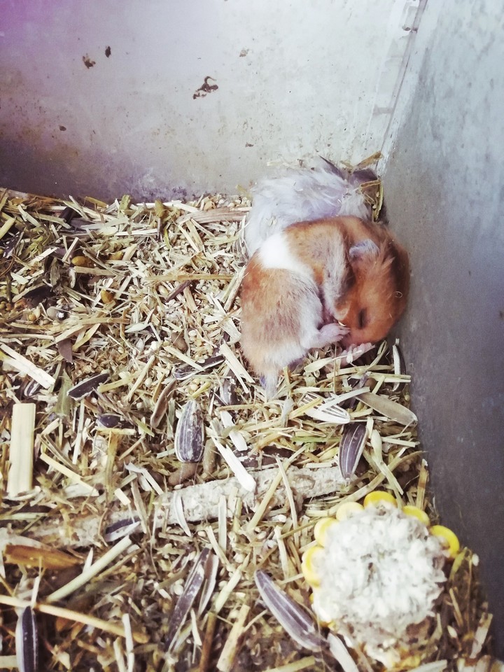 hamester