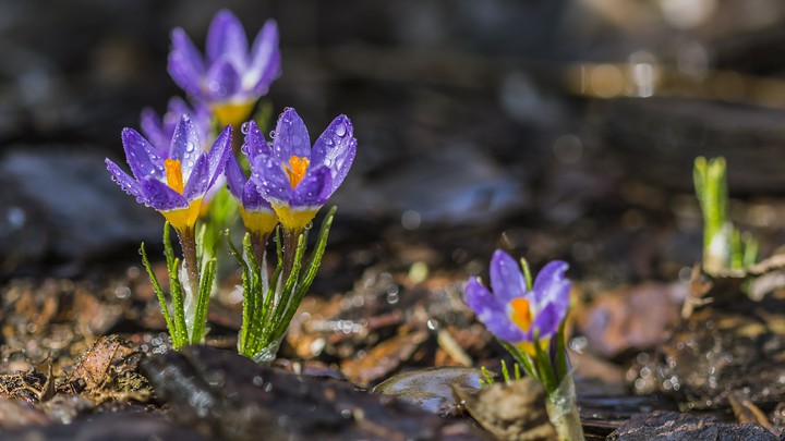 Saffron