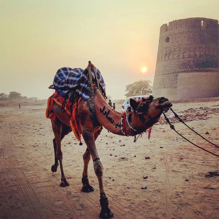 Camel