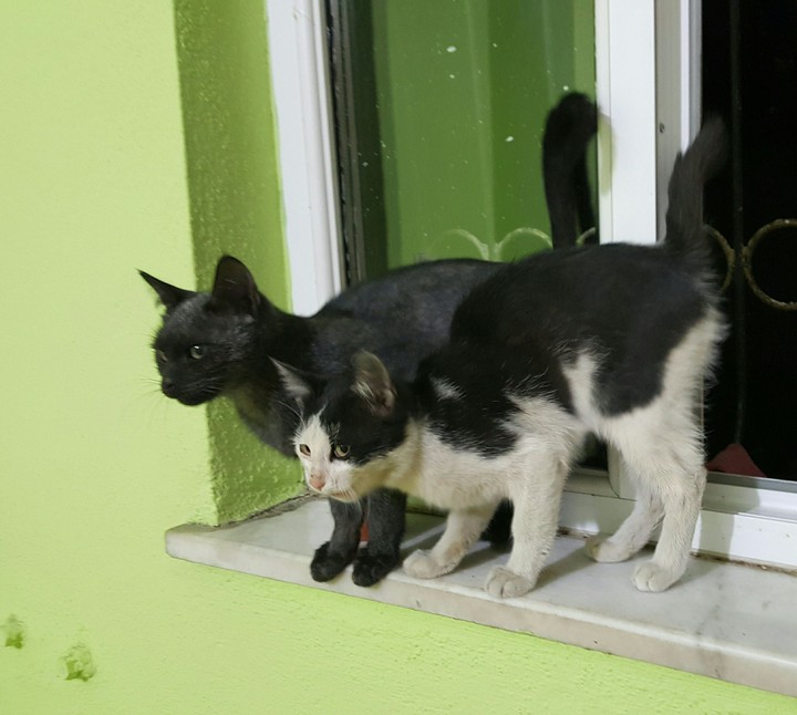 cats