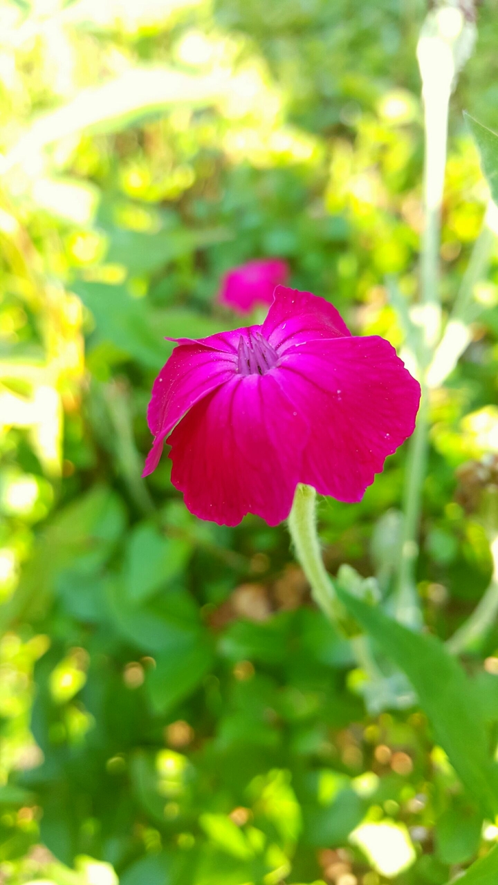 flower