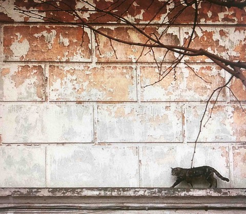 кот