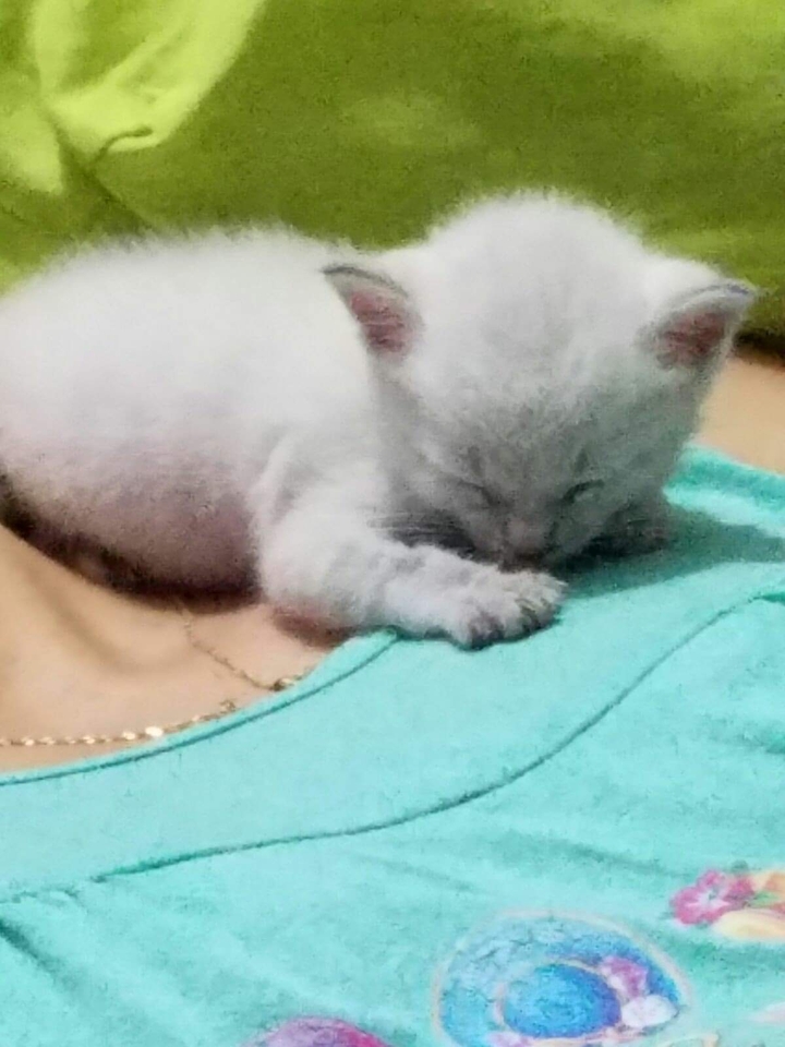 Nina