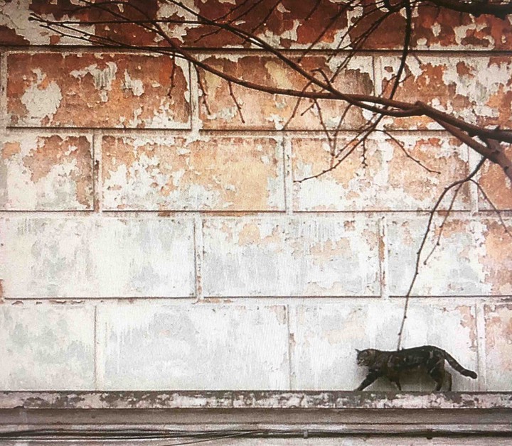 кот