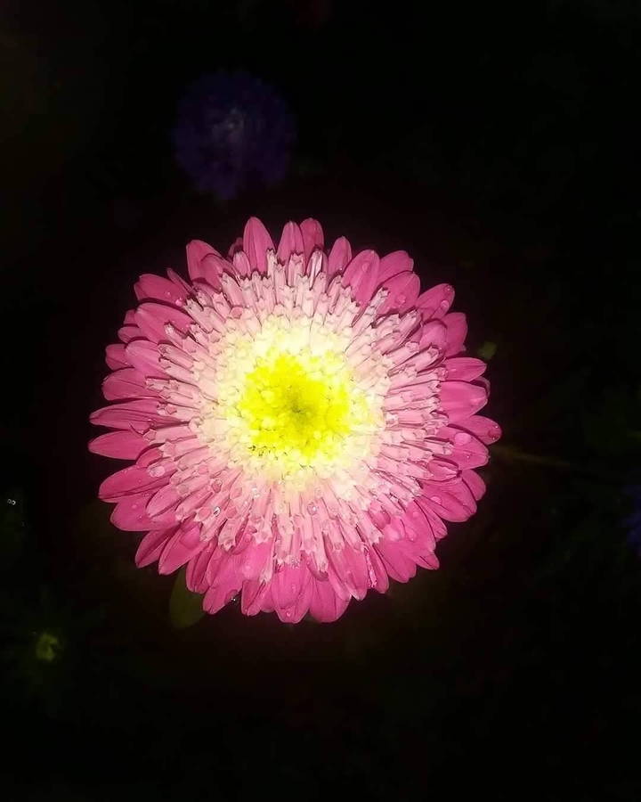 pink flower