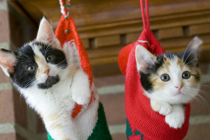 kitties in stocking, great gift 