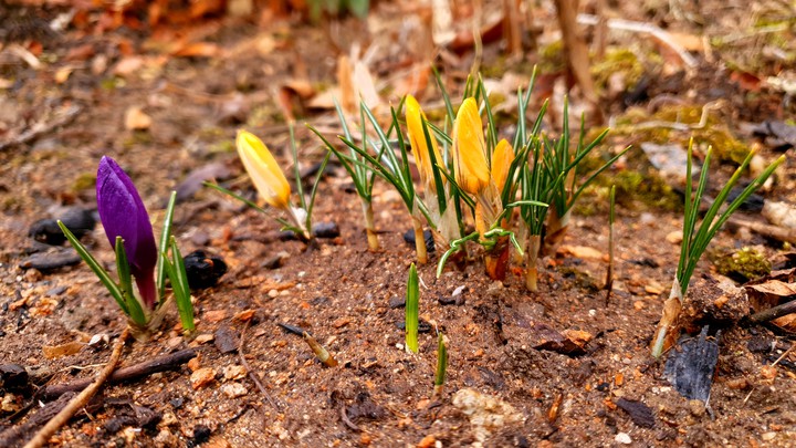 flowers
